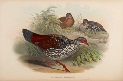 Galloperdix zeylonensis = Galloperdix bicalcarata by John Gould